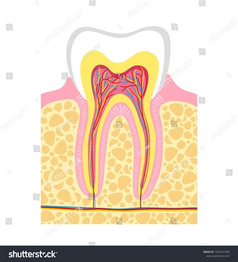 Human Tooth Structure Illustration Human Tooth Stock Illustration ... 