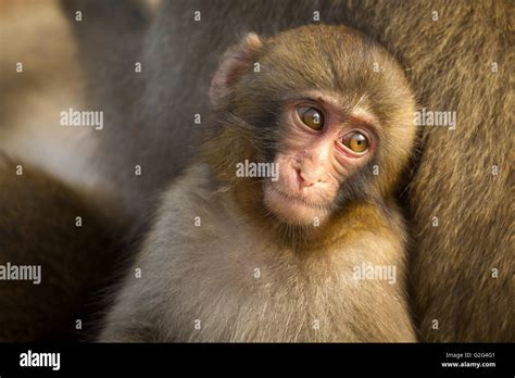 Japanischer makakenaffe Fotos und Bildmaterial in hoher Auflösung Alamy