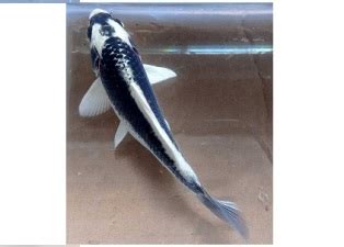 white kabuto koi fish navya aquarium
