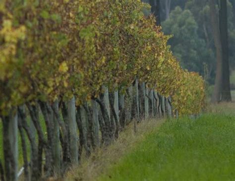 Lane Cove Cellar Flowstone Wines Tasting In The Cove