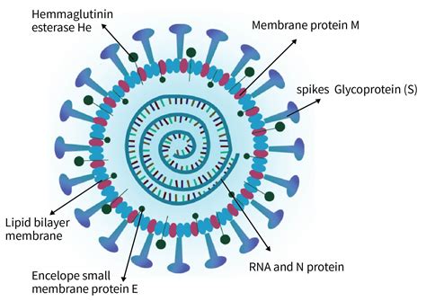 新型冠状病毒（2019 Ncov）结构及感染途径 欧凯生物