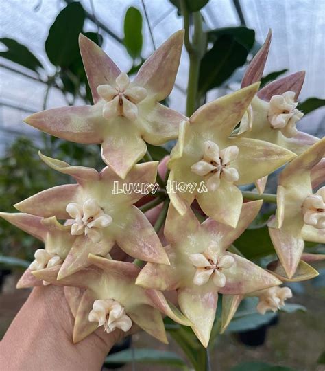 Imperialis Palawan HoyaPhyto Cer Hoya Plants Plants Flower Packaging