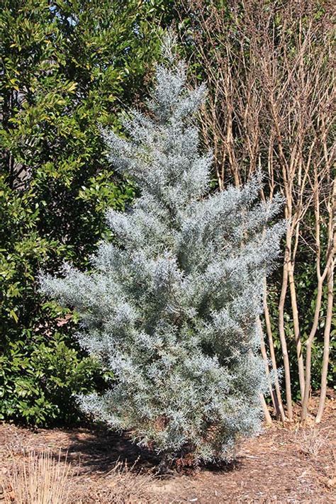 Blue Cypress Tree Types