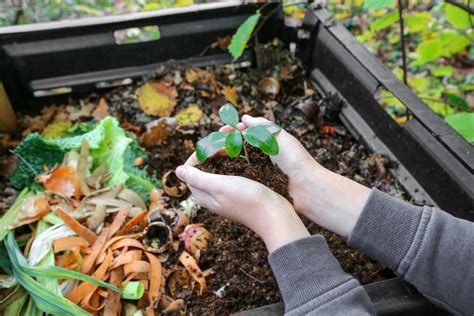 Come Compostare Il Cibo In Casa