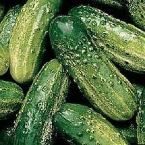 250 Wisconsin Smr 58 Pickling Cucumber Seeds Etsy Pickling