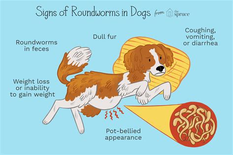 How to Treat Roundworms in Puppies and Dogs