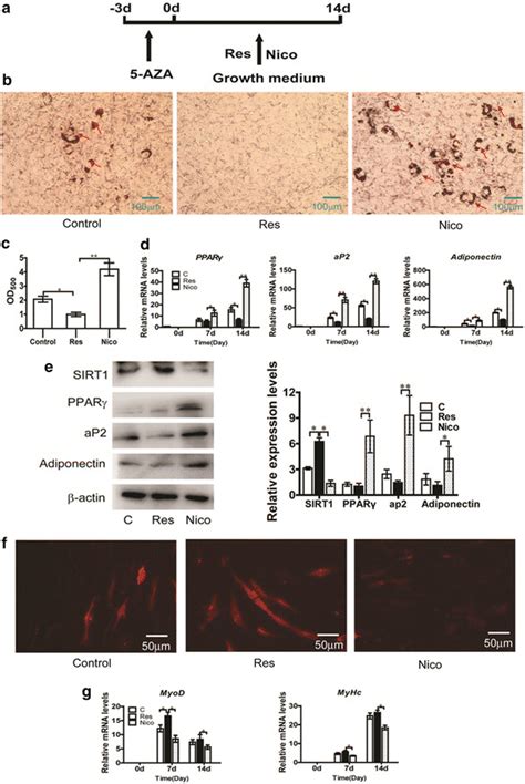 Effect Of SIRT1 Activation Inhibition On Myogenic Differentiation And