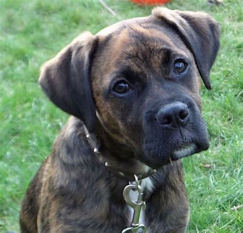 Close Up Nible The Boxador Sitting Outside With Its Head Tilted To