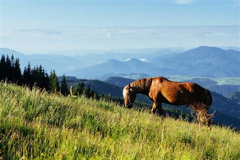 Premium Photo Horses On The Meadow In The Mountains