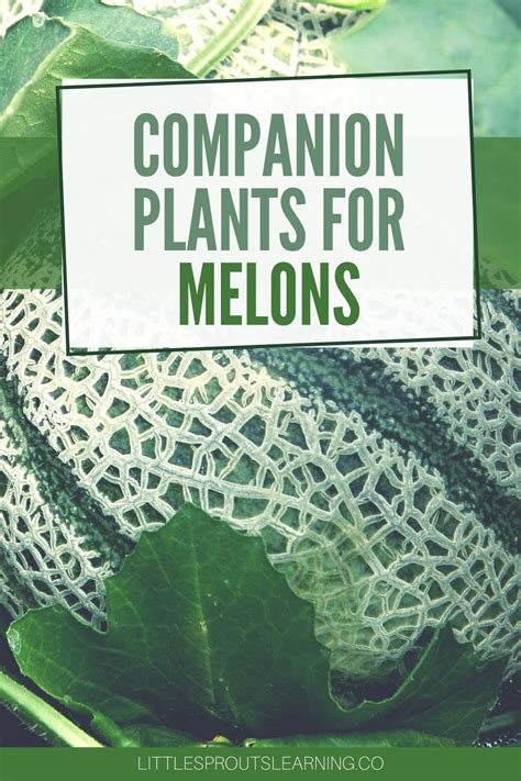 The Ultimate Guide To Companion Planting In Raised Beds Ketchup