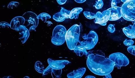 Why Do Deep Sea Microbes Survive In The Absence Of Sunlight Qs Study