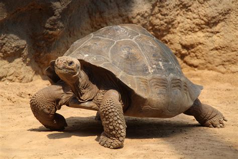 Giant Tortoise | Animal Kingdom