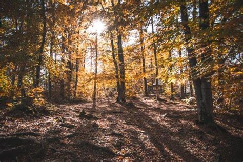 Foliage Nei Luoghi Energetici Lo Spettacolo Dellautunno Nel