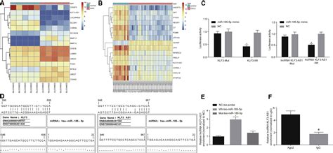 Lncrna Klf As Suppresses Cell Migration And Invasion In Escc By