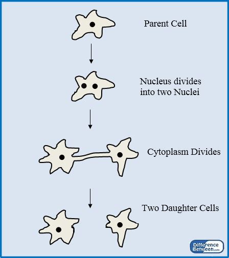 Binary Fission In Plants