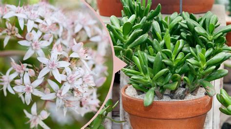 Albero Di Giada Come Si Coltiva I Consigli Dei Giardinieri Crassula