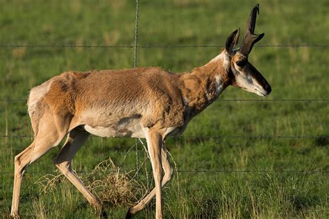 Pronghorn Fenceline Photograph By John Daly Fine Art America