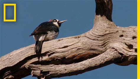 Woodpeckers Defend Their Food Supply National Geographic Youtube