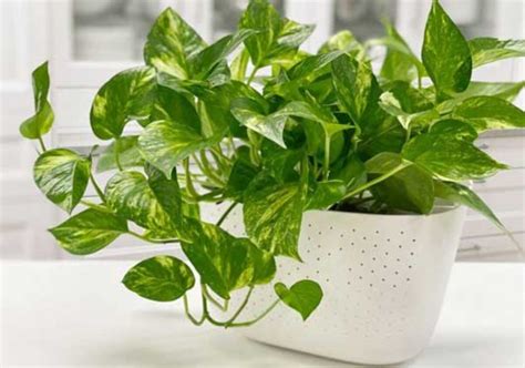 Discover The Top 7 Benefits Of Pothos Plant For Your Home And Health