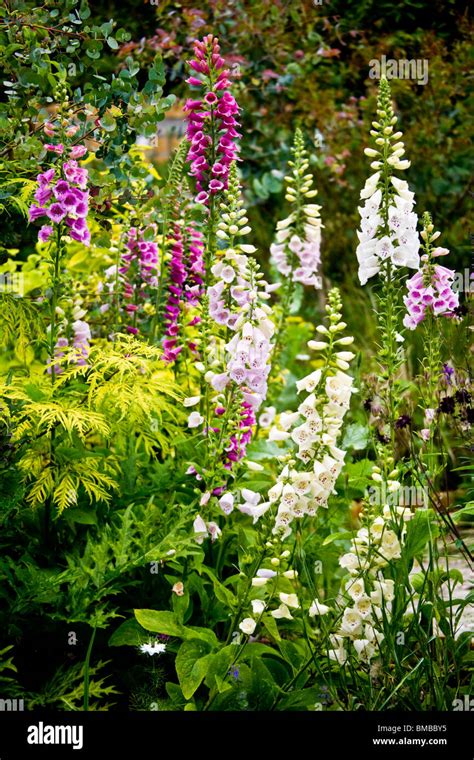 Foxgloves In The Path Of Life Garden In The Twigs Gardens In Swindon