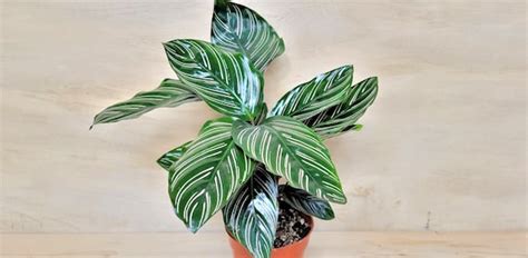 6″Pot Pink Pinstripe Plant Calathea Ornata, Dark Glossy Emerald Prayer ...