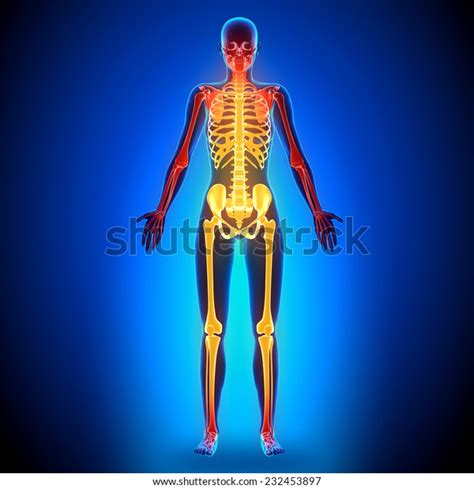 Female Full Skeleton Anatomy Bones Stock Illustration