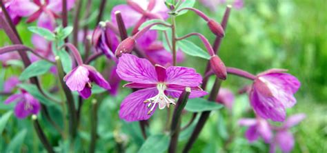 NCC: Land Lines - Arctic flowers