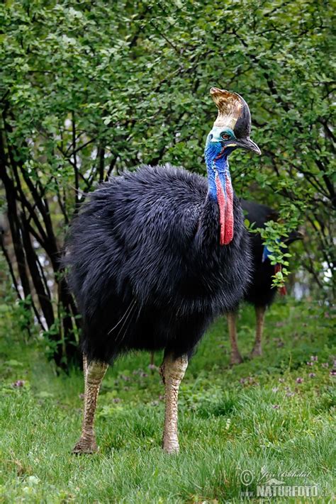 Southern Cassowary Photos Southern Cassowary Images Nature Wildlife Pictures Naturephoto