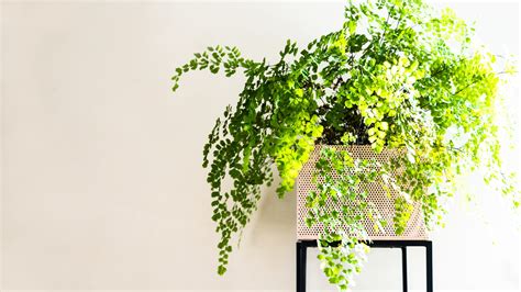 31 Best Low-Light Indoor Plants and How to Care for Them ...