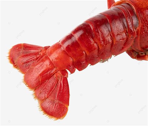 Lobster Tail Clipart