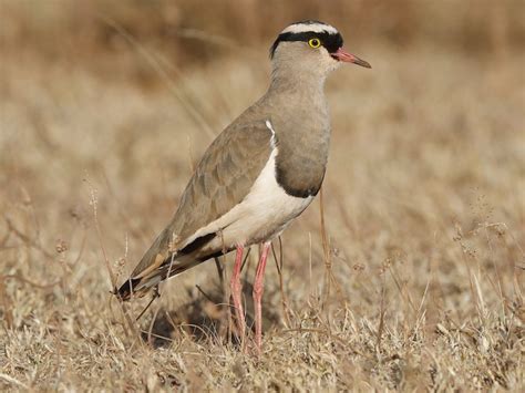 Crowned Lapwing Ebird