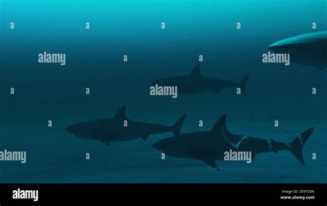 Group of Great white sharks swimming in the deep blue ocean water ...