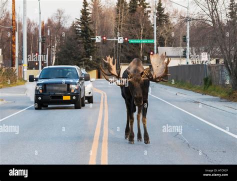 Bull Moose Walking Down The Middle Of A Street In Anchorage