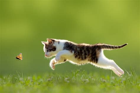 4k 5k Cats Butterflies Kittens Jump Grass Hd Wallpaper Rare