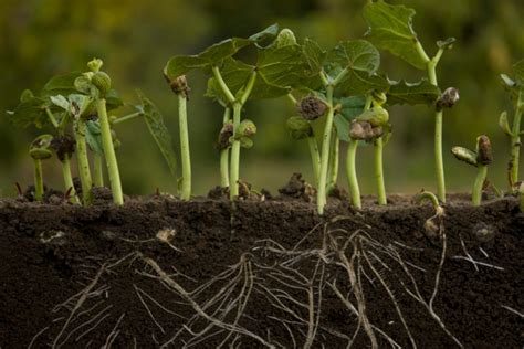 C Mo Germinar Porotos Huerto En Casa