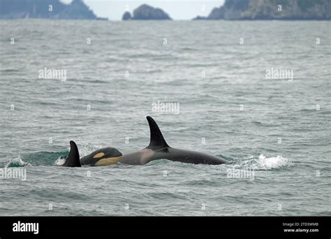 Orca Killer Whale Orcinus Orca With Juvenile Kenai Fjords National