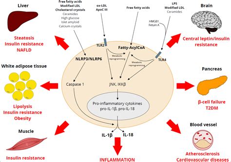 IJMS | Free Full-Text | The Complex Interplay between Lipids, Immune ...