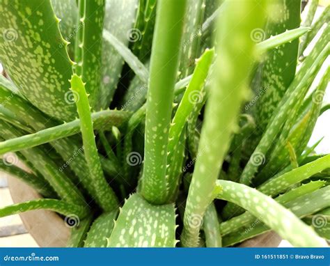 Aloe Vera Fresh Green Aloe Vera Aloe Vera Live Potted House Plant Stock Image Image Of