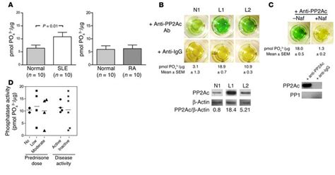 Jci Protein Phosphatase 2a Is A Negative Regulator Of Il 2 Production