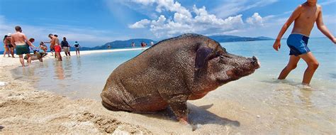 Pig island (Koh Mudsum) - Koh Samui | Koh Samui Tours