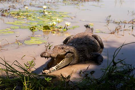 270+ Burkina Faso Wildlife Stock Photos, Pictures & Royalty-Free Images - iStock