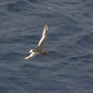 Antarctic petrel - Facts, Diet, Habitat & Pictures on Animalia.bio