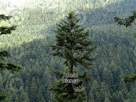 Abies Alba Abete Bianco Albero Abies Alba Abete Bianco Abies