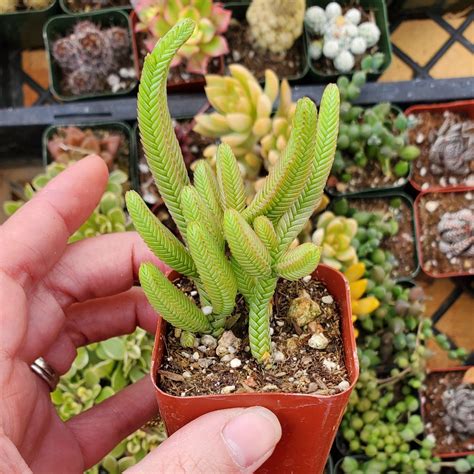 Crassula Muscosa Watch Chain Rooted In Paradise Succulent Studio