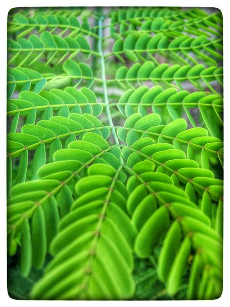 Diagram Of The Leaf Of Pride Of Barbados