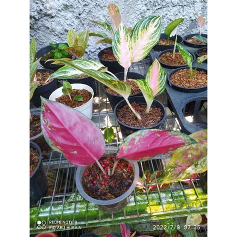 Jual Aglaonema Suksom Jaipong Shopee Indonesia