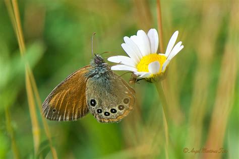 Coenonympha glycerion Borkhausen 1788 Castaño morena Flickr