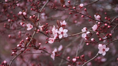 Fotos gratis árbol rama Fruta hoja pétalo comida primavera