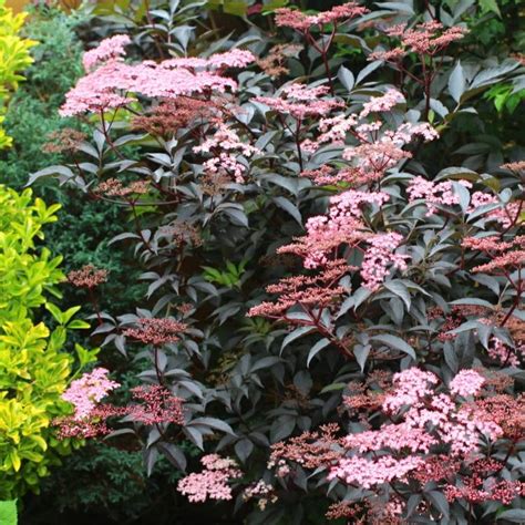 Sambucus Nigra F Porphyrophylla Gerda Syn Sambucus Nigra F