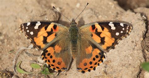 Painted Lady Butterfly